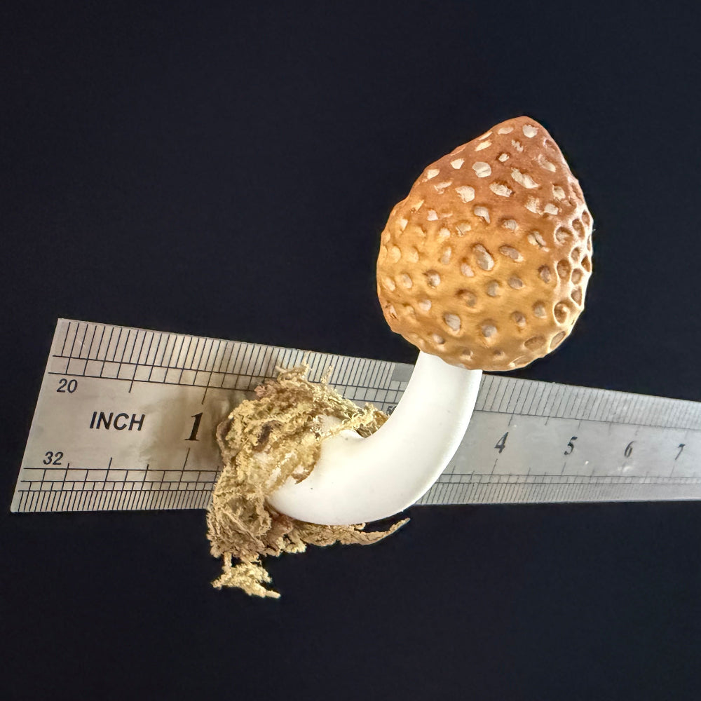 Handmade Morchella  mushroom resin clay fridge magnet showing magnet backing on underside – Sylva Garden