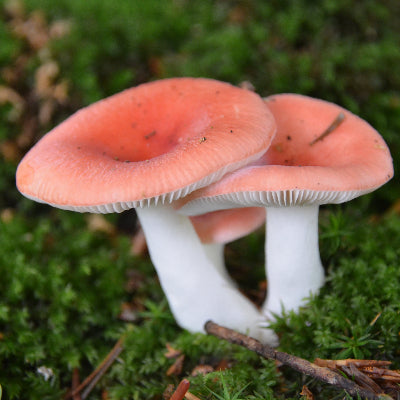 russula mushroom