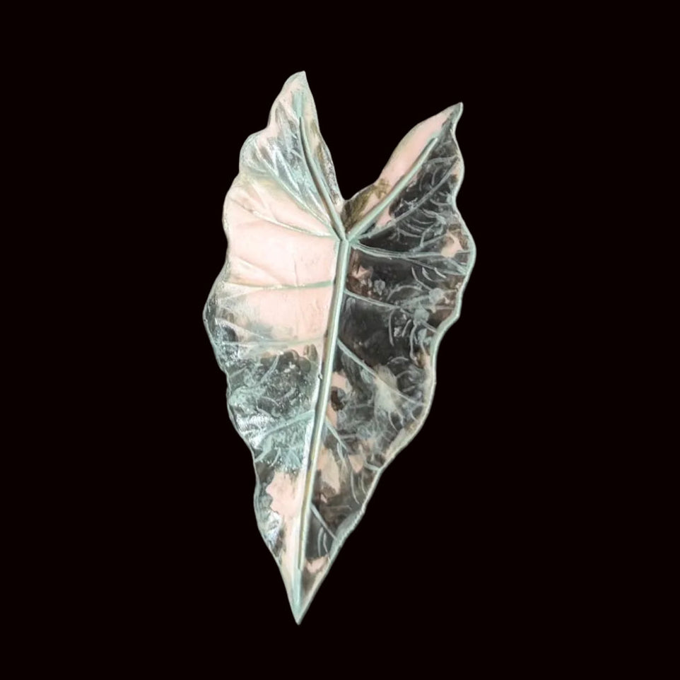 Handmade alocasia silver leaf resin clay fridge magnet with detailed vein texture, front view – Sylva Garden