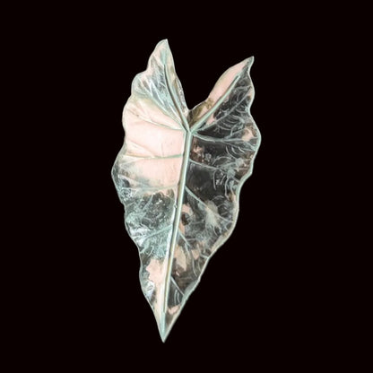 Handmade alocasia silver leaf resin clay fridge magnet with detailed vein texture, front view – Sylva Garden