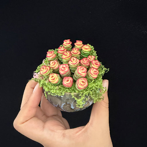 Handmade resin clay Crassula succulent colony held in hand, top view showing full dense rose-shaped rosette arrangement with green moss surround in dark glazed globe ceramic pot – Sylva Garden