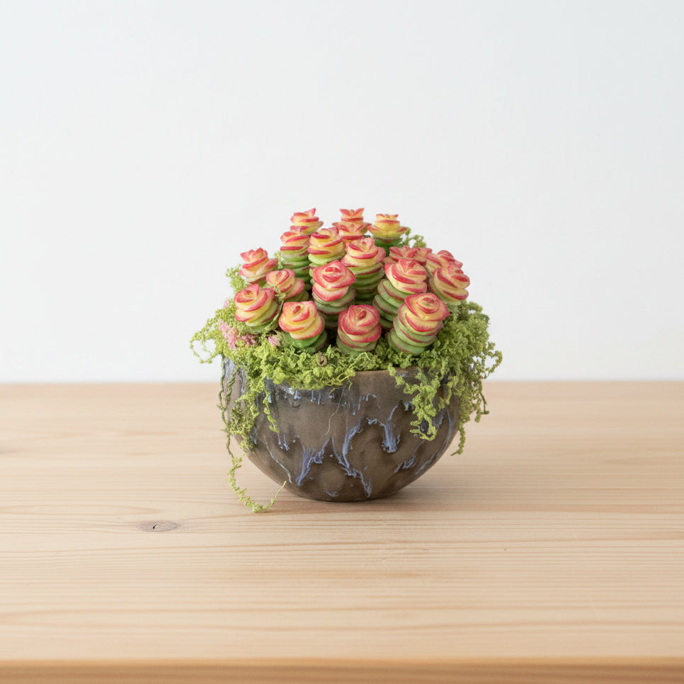 Handmade resin clay Crassula succulent colony with rose-shaped green and red-tipped rosettes and cascading green moss in dark glazed globe ceramic pot on wooden desk, natural light – Sylva Garden