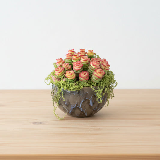 Handmade resin clay Crassula succulent colony with rose-shaped green and red-tipped rosettes and cascading green moss in dark glazed globe ceramic pot on wooden desk, natural light – Sylva Garden