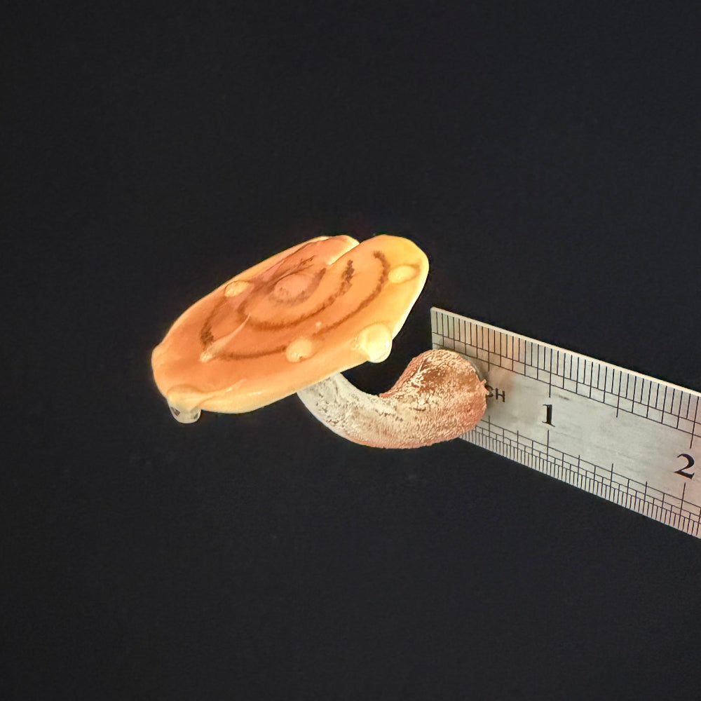 Handmade ganoderma mushroom resin clay fridge magnet with size reference ruler, approx 1.5 inches wide – Sylva Garden