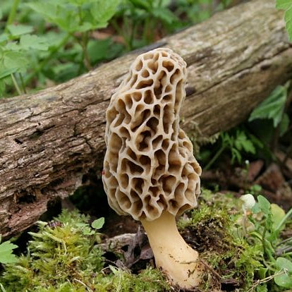 mushroom resin clay fridge magnet showing magnet backing on underside – Sylva Garden
