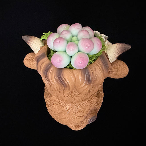 Handmade highland cow resin succulent planter angled back view showing pink green clay succulent crown and horn detail – Sylva Garden