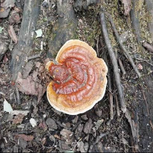 mushroom resin clay fridge magnet with size reference ruler, approx 1.5 inches wide – Sylva Garden