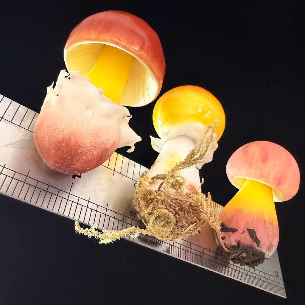 Handmade russula mushroom resin clay fridge magnets in three sizes with ruler for scale, overhead view on black background – Sylva Garden
