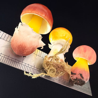 Handmade russula mushroom resin clay fridge magnets in three sizes with ruler for scale, overhead view on black background – Sylva Garden