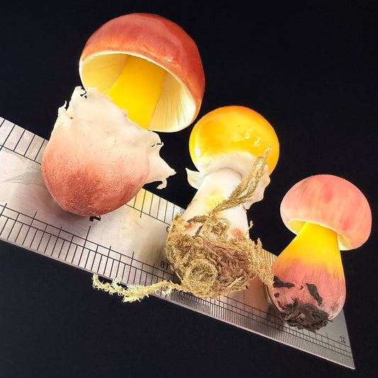 Handmade russula mushroom resin clay fridge magnets in three sizes with ruler for scale, overhead view on black background – Sylva Garden
