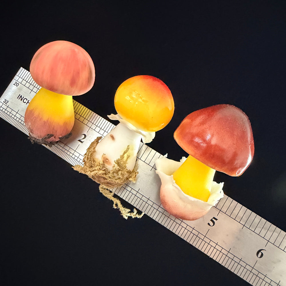 Handmade russula mushroom resin clay fridge magnets in three sizes with ruler showing approx 2 inches height, side view – Sylva Garden