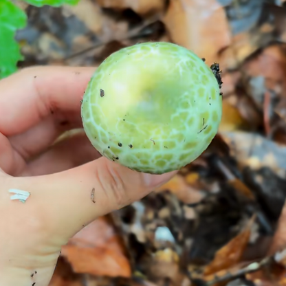Handmade russula virescens mushroom resin clay fridge magnet in green and pink, display view – Sylva Garden