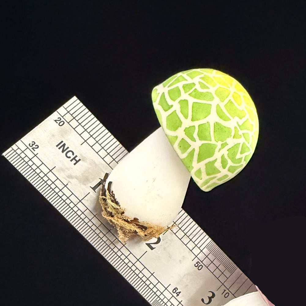 Handmade russula virescens green mushroom resin clay fridge magnet with crackle cap and dried moss base, size reference with ruler – Sylva Garden