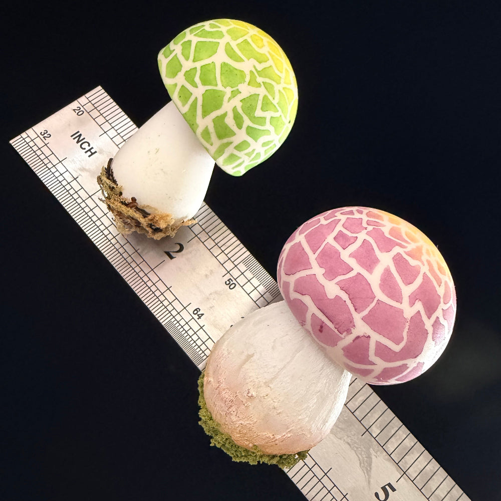 Handmade russula virescens mushroom resin clay fridge magnets in green and pink with ruler showing approx 2 inches height, side view – Sylva Garden